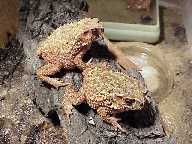 Экзотические животные: Шлемоголовая  жаба (Bufo galeatus)