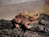 Экзотические животные: Шлемоголовая  жаба (Bufo galeatus)