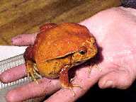 Экзотические животные: Лягушка помидор, Винный узкорот (Bufo galeatus)