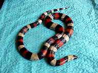 Экзотические животные: Королевская змея (Lampropeltis triangulum campbelli)