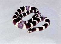 Экзотические животные: Калифорнийская королевская змея (Lampropeltis getulus californiae)