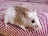 Экзотические животные: Африканская мышь (Thamnomys)