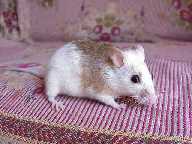 Экзотические животные: Африканская мышь (Thamnomys)